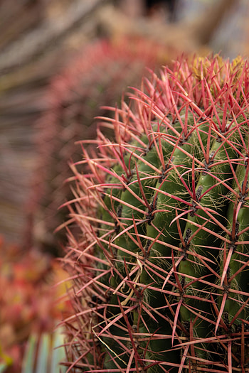 Needle, Plant, Macro, Cactus, Thorns, Prickles HD phone wallpaper