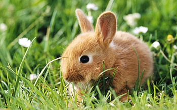 Animals, Grass, Animal, Rabbit HD wallpaper