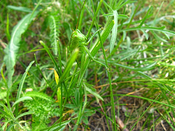 Plants, Grass, Insects, Grasshoppers HD wallpaper