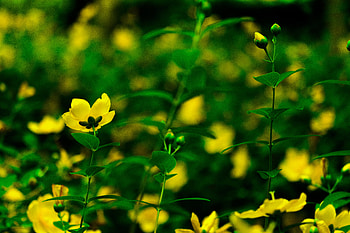 Plants, Flowers, Bloom, Flowering HD wallpaper