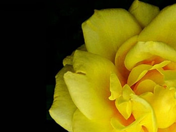 great , beautiful, lovely HD wallpaper