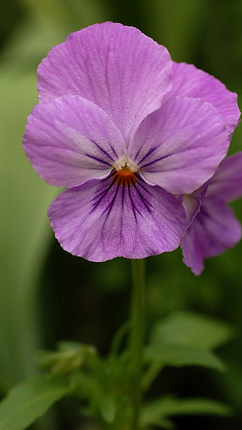 Pansy, Flower HD phone wallpaper