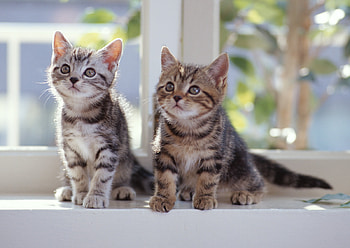 Animals, Couple, Pair, Striped, Window Sill, Windowsill, Kittens HD wallpaper