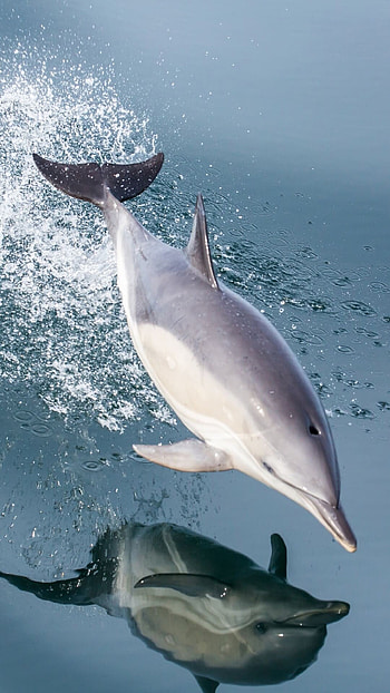 Reflection, Dolphins HD phone wallpaper