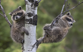 Animals, Raccoons HD wallpaper