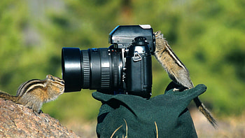 Chipmunk, Animals, Camera, graphy HD wallpaper