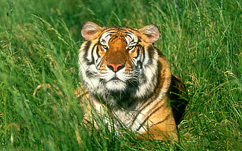 Animals, Grass, Muzzle, Predator, Tiger HD wallpaper