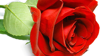 Flowers, Rose Flower, Rose, Petals HD wallpaper