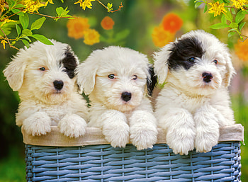 Puppies in basket, fluffy, friends, sweet, cute, puppies, dogs, garden, beautiful, animals, pets, adorable, flowers HD wallpaper