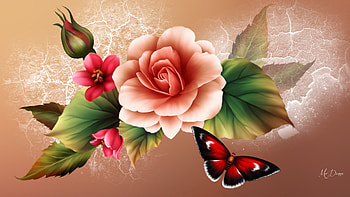 Peach Rose, rose, summer, butterfly, peach, blossoms, flowers, spring, bloom, crackle HD wallpaper