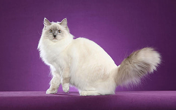 Ragdoll cat, animal, kitten, ragdoll, cat, feline HD wallpaper