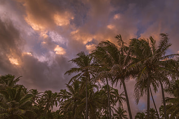 Nature, Sky, Clouds, Palms, Tropics HD wallpaper
