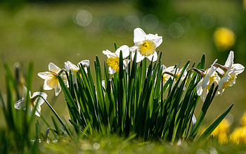 white daffodils, morning, sunrise, daffodils, background with daffodils, white flowers, spring flowers HD wallpaper