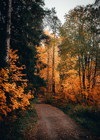 Nature, Trees, Autumn, Forest, Path HD phone wallpaper