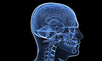Brain Anatomy Medical Head Skull Digital 3d Xray Psychedelic At 3d HD wallpaper