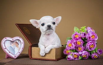 Chihuahua, dog, animal, white, cute, gift, puppy, pink, book, box, flower, heart HD wallpaper