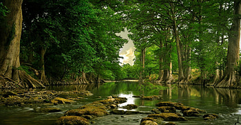Tree Alley Around River, river, beautiful, serenity, roots, green, trees, water, forest, foliage HD wallpaper