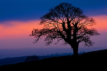 Nature, Twilight, Dark, Silhouette, Wood, Tree, Dusk HD wallpaper
