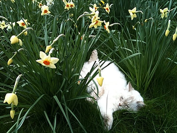 Enjoying the sunshine;), sunshine, animal, white, daffodils, cat, wonderful, play, light, yellow, sun, forever HD wallpaper