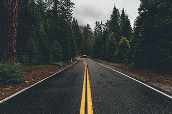 Nature, Trees, Road, Turn, Markup, Forest, Asphalt HD wallpaper