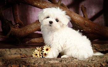 Bolognese Dog, Flowers and puppies HD wallpaper