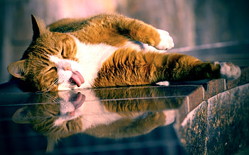 Animals, Cats HD wallpaper