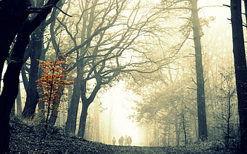 Nature, Autumn, Leaves, Wood, Forest, Tree, Fog, Gloomy, Creepy, Difference HD wallpaper