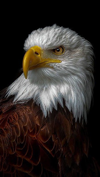 Regal eagle, Stunning HD phone wallpaper