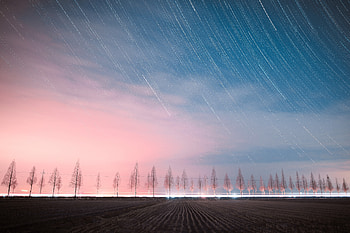 Starry sky, trees, night HD wallpaper