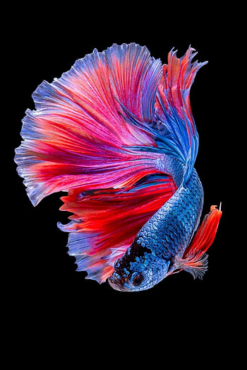 Fish , Awesome collection, Underwater marvels, Tropical paradise HD phone wallpaper
