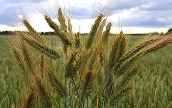 Grain Ears, Latvia, ears, cereals, grain HD wallpaper