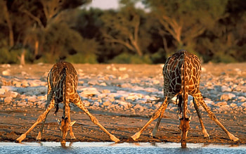 giraffe, national, etosha, park HD wallpaper