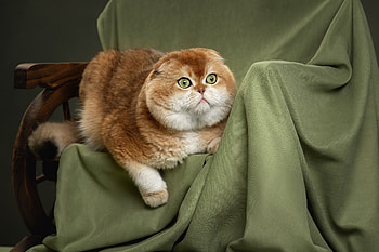 Animal, cat HD wallpaper
