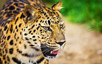 Animals, Background, Leopard, Muzzle, Spotted, Spotty, Predator, Big Cat, Blurred, Scream, Cry, Greased HD wallpaper