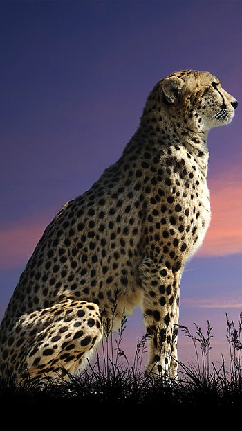 Cheetah, Hunter King HD phone wallpaper