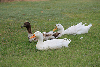 3 ducks, ducks, nature, three, group HD wallpaper