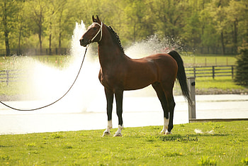 Dutch Posing, horses, animals, dutch, holland, netherlands HD wallpaper