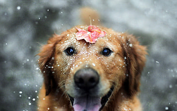 Animals, Snow, Dog, Sheet, Leaf, Open Mouth HD wallpaper