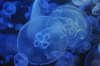Underwater, blue, jellyfishes HD wallpaper