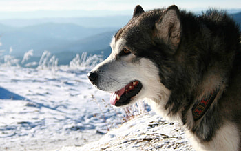Alaskan Malamute , Top backgrounds, Animal , Alaskan Malamute HD wallpaper