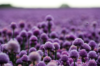 A vast field of purple chive blossoms in Kjellerup, Denmark, exuding spring's vibrant charm. HD wallpaper