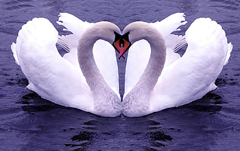46 swan , Swan , Swan , Swan HD wallpaper