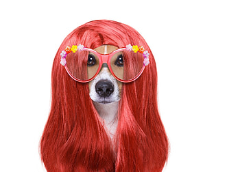 :), dog, jack russell terrier, pink, flower, face, glasses, funny, redhead, hair, caine HD wallpaper