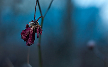 Withered Away, away, withered, graphy, flower, fields, nature HD wallpaper