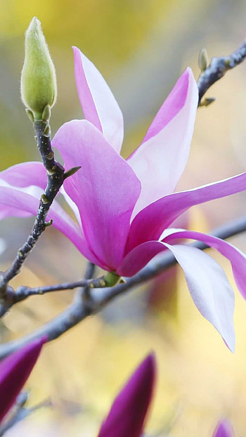 Captivating magnolia, Stunning , Nature's delight, Magnolia's elegance HD phone wallpaper