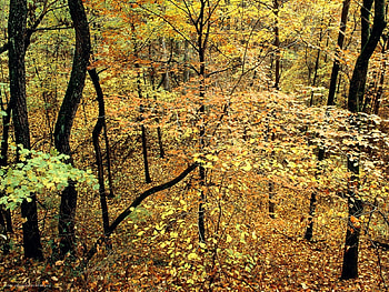 Nature, Trees, Forest, Foliage HD wallpaper