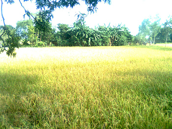 BANGLADESH, golden, peddy, grass, light, trees, golden bengal, peace, sun HD wallpaper