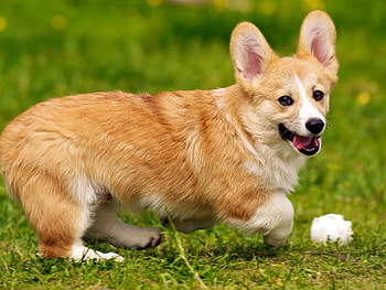 Playing, Corgis HD wallpaper