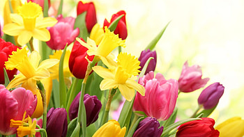 Spring Flowers, flowers, daffodils, tulips, Spring HD wallpaper