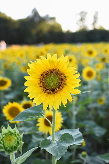A stunning sunflower field in full bloom under a bright summer sky, ideal for nature-themed projects. HD phone wallpaper